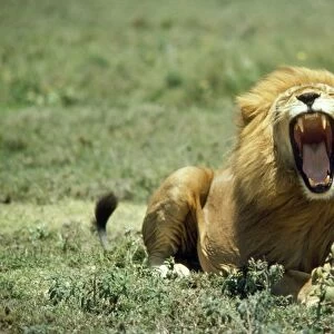 Lion - roaring - Tanzania - Africa