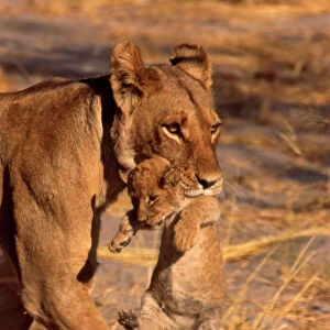 Lioness CRH 985 Carrying cub in mouth - Moremi, Botswana Panthera leo © Chris Harvey / ardea. com