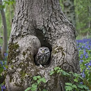 Little Owl - in hole in tree - controlled conditions 10262
