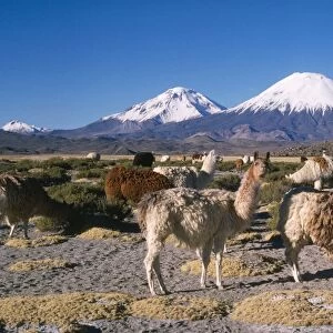 Llamas - with Parinacota Volcano in the bckground. North Andes, Chile