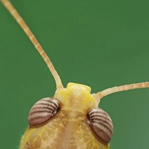 Locust – close up of head top view 003840h