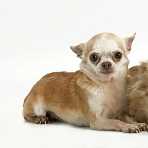 Chihuahua Smooth Coat