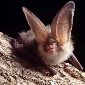Phyllostomidae Poster Print Collection: Tree Bat