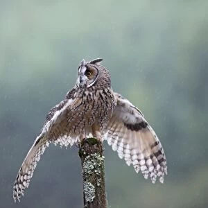Long eared Owl - in rain - West Wales UK 007934