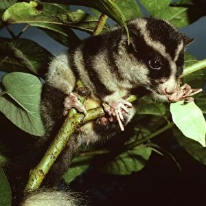 Long-fingered Triok - a striped possum relatively common in highland moss forest, Papua New Guinea, New Guinea highland rainforest GST00057