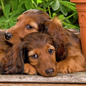 Long-Haired Dachshund / Teckel Dog - two puppies. Also known as Doxie / Doxies in the US