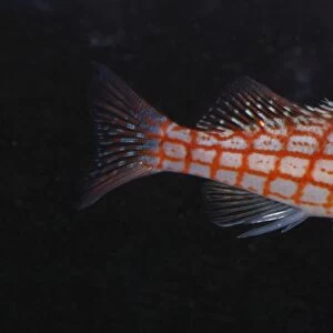Longnose Hawkfish. Reefs, Indo-Pacific and Red Sea
