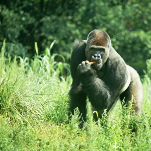 Lowland Gorilla CMB 83 Gorilla gorilla © Chris Martin Bahr / ARDEA LONDON