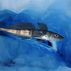 A Glass Frame Collection: Antarctic Icefish
