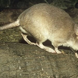 Malagasy giant rat
