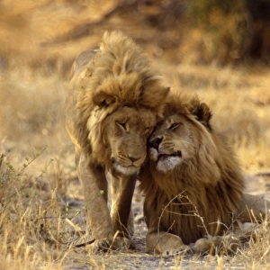 Male Lions CRH 437 Headrubbing - Moremi, Botswana Panthera leo © Chris Harvey / ardea. com