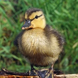 Mallard Duck - duckling on log in pond
