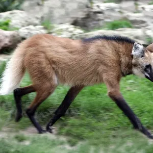 Maned Wolf