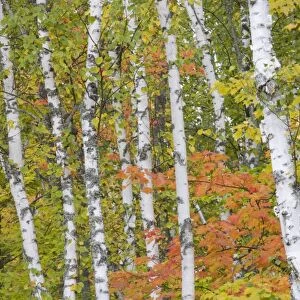 Maple and Birch Trees - in autumn colours - Upper Penninsular - Michigan - USA LA004535