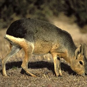 MARA / Patagonian Hare / Patagonian Cavy Range: Argentina, west - central Provinces and Patagonia. Photographed in Chubut Province