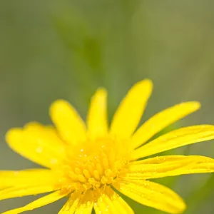 Marguerite Daisy Yellow Flower Norfolk UK