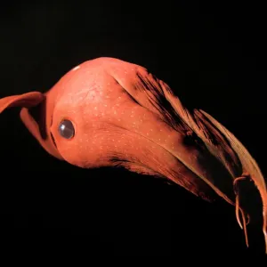 Vampire Squid Print - A deep-sea creature with eight arms and two filaments Vampire Squid Print - A deep-sea creature with eight arms and two filaments