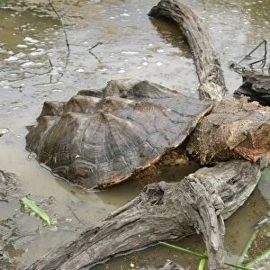 Mata Mata / Matamata Turtle - emerging from water. Venezuela