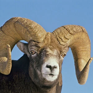 Mammals Collection: Rocky Mountain Bighorn Sheep