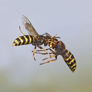 Median Wasp - fighting in flight - Bedfordshire UK 007745A