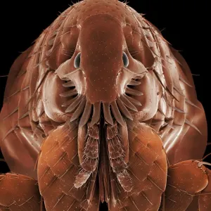 Cat Flea SEM Print, A4 size Cat Flea SEM Print, A4 size