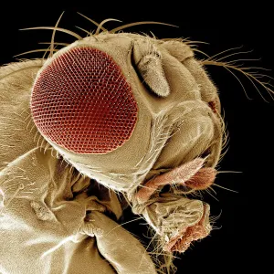 Fruit Fly SEM Print (A4, 29.7 cm width) Fruit Fly SEM Print (A4, 29.7 cm width)