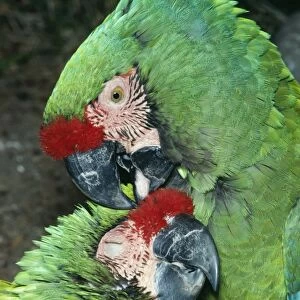 Military Macaw - Mutual preening. Threatened species. South America