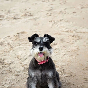 Mini Schnauzer Dog - on beach, Northumberland, England
