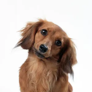 Miniature Long-haired Dachshund Dog