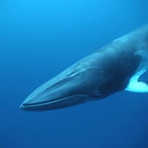 Minke whale: "Dwarf Minke" subspecies Photographed along the Great Barrier Reef, Australia