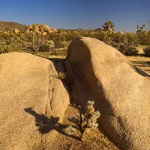 Mojave Desert - rock boulders, Teddy Bear Chollas, Joshua Trees (Yucca brevifolia) and Mojave Yuccas (Yucca schidigera) in the Mojave Desert - Joshua Tree National Park, California, USA