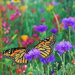 Butterfly Art Prints: Monarch Butterfly