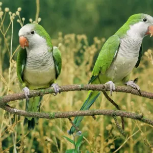 Monk Parakeet Print AP-1604 Monk Parakeet Print AP-1604