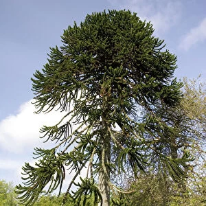 Monkey Puzzle Trees - In gardens of Dunvegan Castle Isle of Skye, Scotland