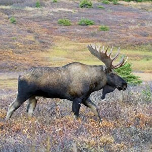 Moose - bull - Alaska