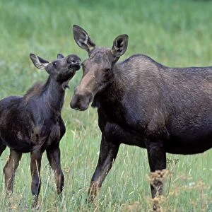 Moose - mother and calf - Yellowstone National Park, Montana