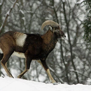 Mouflon Sheep - Young ram running through snow covered woodland in winter. Lower Saxony, Germany