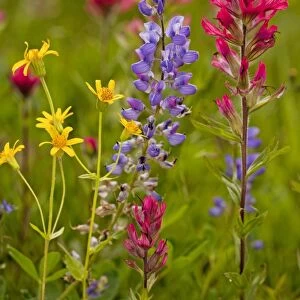 Mountain flowers - broadleaf Arnica, Magenta Paintbrush, lupins etc; Mount Rainier National Park, Washington, USA, North America