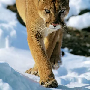 Mountain lion / cougar / puma - in winter. Western U. S. A MR454