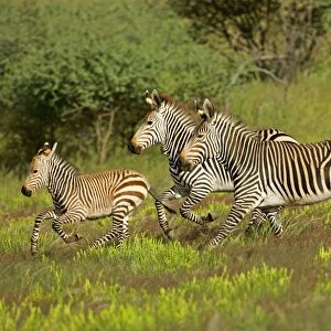 Mountain Zebra herd with foal galloping through savanna Namibia, Africa