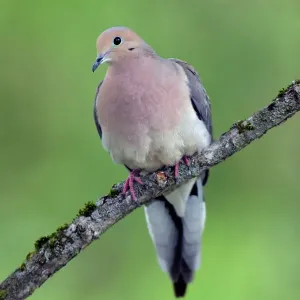 Mourning Dove Print - Zenaida macroura, USA Mourning Dove Print - Zenaida macroura, USA