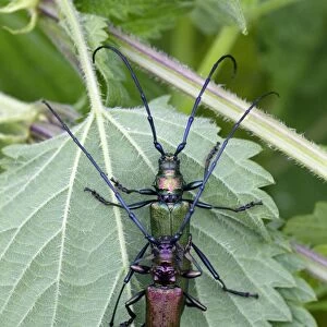 Musk Beetle - pair copulating, Lower Saxony, Germany