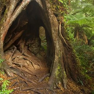 Myrtle Beech - big, massive Myrtle Beech in lush temperate rainforest with different kinds of floor-growing fern and treefern. This tree has such an impressive root system that a child can easily walk through - Mait's Rest