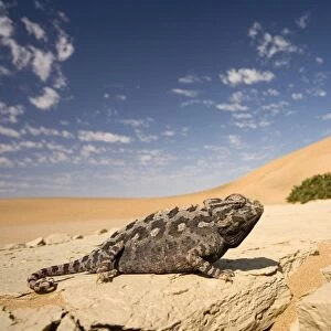 Namaqua Chameleon-Wide angle shot on a clay bank with the dunes and cloudy blue sky in the distance-Dunes-Swakopmund-Namib Desert-Namibia-Africa