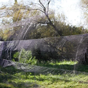 Netting - to capture birds. France