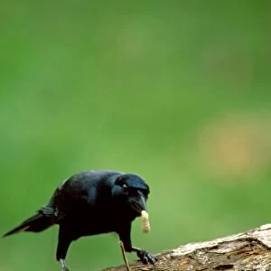 New Caledonian Crow - Using tool to dislodge worms - New Caledonia JPF46236