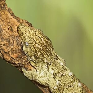 Lizards Acrylic Blox Collection: New Caledonian Giant Gecko