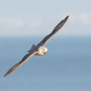 Northern Fulmar Print in Flight Northern Fulmar Print in Flight