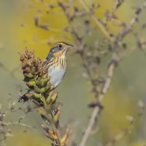 Nelson's Sparrow Print, Fall Migration in Connecticut Nelson's Sparrow Print, Fall Migration in Connecticut
