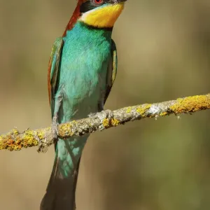 European Bee-Eater Print, Castile and Leon Spain European Bee-Eater Print, Castile and Leon Spain